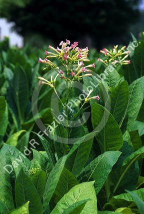 Tobacco plant in bloom in Tennessee.