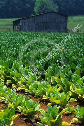 Tobacco farm.