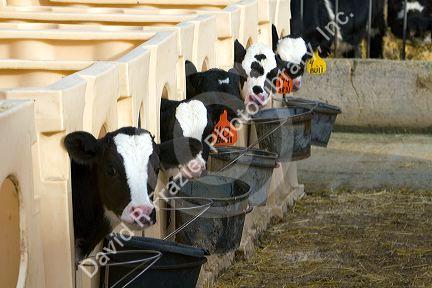 Dairy calves feed on a farm in Utah.