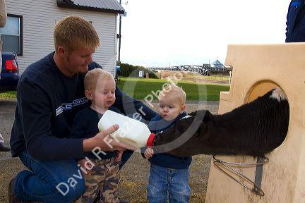 Farmer and his boys feed a dairy calf with a bottle on a farm in Utah.
