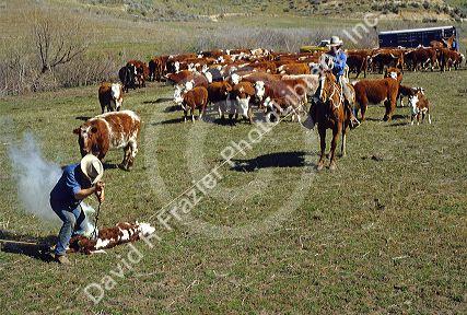 Branding cattle on an Idaho ranch.