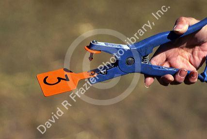 Cattle ear tag device.