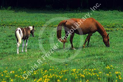 Horse grazing in pasture with colt.