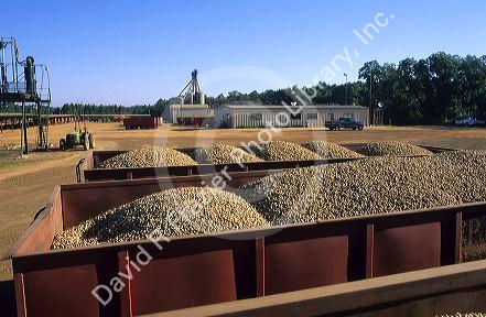 Newly harvested peanuts in Georgia.