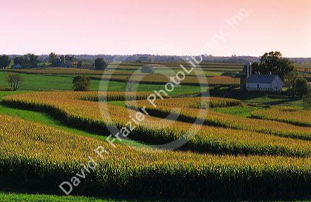 Contour strip farming corn and alfalfa hay.