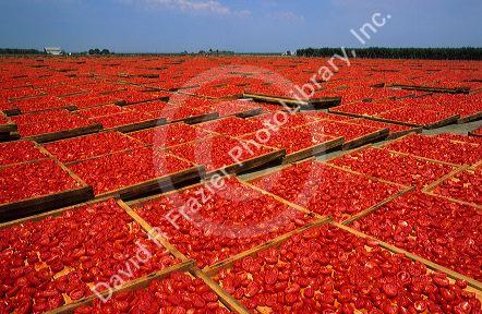 Sun dried tomatoes in California.