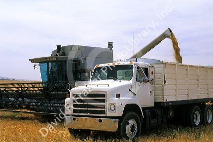 Combine harvesting a wheat crop into the back of a transport truck.