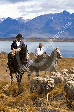 Gaucho's herd sheep near Lake Argentino on the Patagonian grasslands near El Calafate, Argentina.
