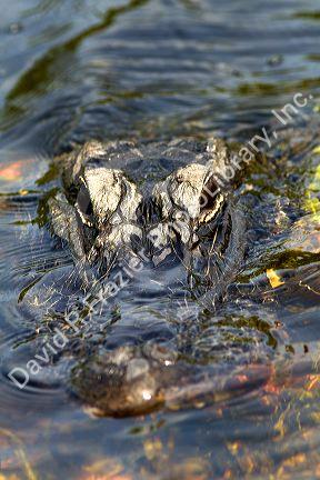 American Alligator in Everglades National Park, Florida.