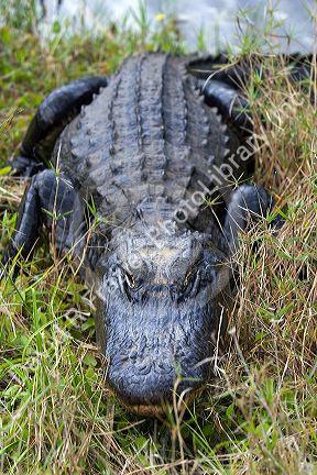 American Alligator in Everglades National Park, Florida.