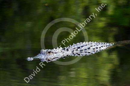 American Alligator in Everglades National Park, Florida.