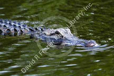 American Alligator in Everglades National Park, Florida.