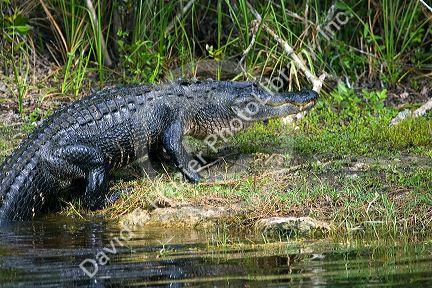 American Alligator in Everglades National Park, Florida.