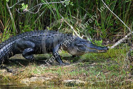 American Alligator in Everglades National Park, Florida.