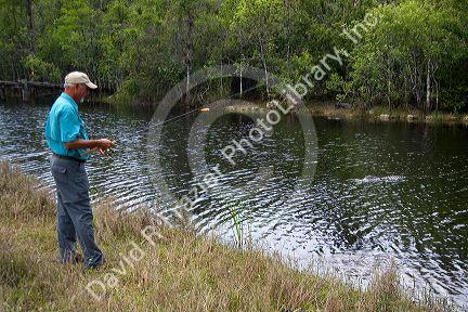 Man fishing in Everglades National Park with American Alligator in water, Florida.