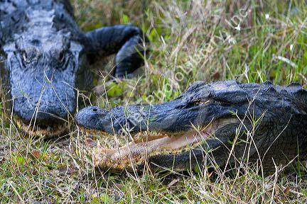 American Alligators in Everglades National Park, Florida.