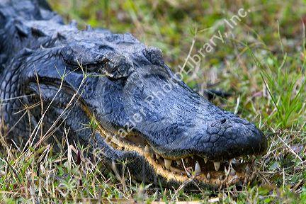 American Alligator in Everglades National Park, Florida.