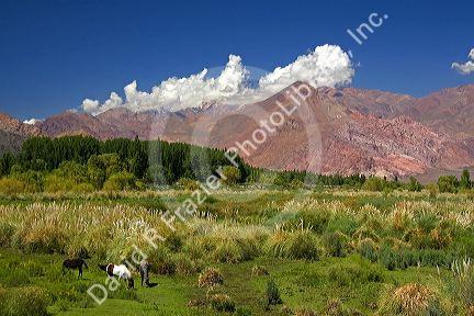Horse graze in front of the Andes Mountain Range near Upsallata, Argentina.