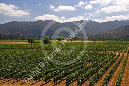 Veramonte vineyard near Santiago, Chile.