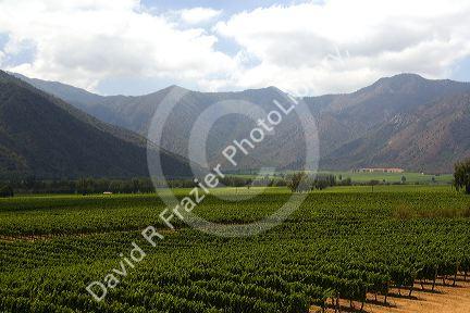 Veramonte vineyard near Santiago, Chile.