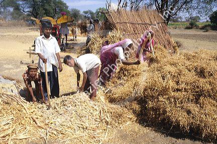 Thrashing jawar grain in central India.