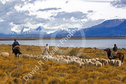 Gauchos herd sheep near Lake Argentino on the Patagonian grasslands near El Calafate, Argentina.