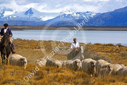 Gauchos herd sheep near Lake Argentino on the Patagonian grasslands near El Calafate, Argentina.