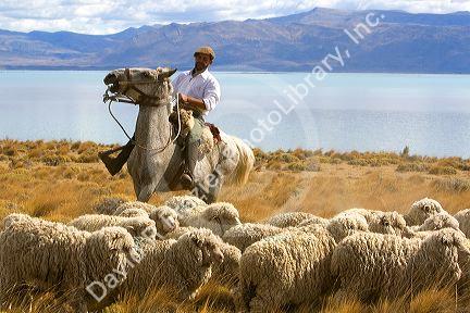 Gauchos herd sheep near Lake Argentino on the Patagonian grasslands near El Calafate, Argentina.