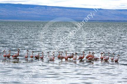 Chilean Flamingoes in Lake Argentino near El Calafate in Patagonia, Argentina.
