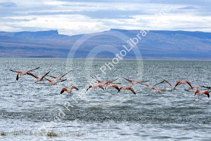 Chilean flamingoes at Lake Argentino near El Calafate in Patagonia, Argentina.