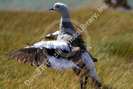 Kelp Goose in the Tierra del Fuego National Park, Argentina.