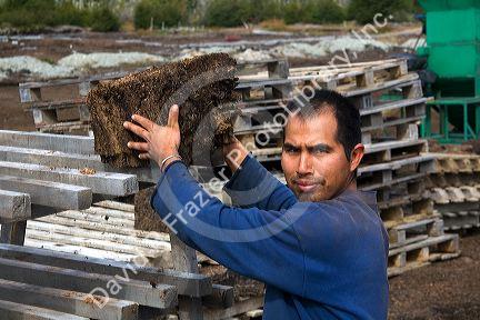 Bolivian man working on a Sphagnum Moss or Peat Moss farm near Ushuaia, Argentina.