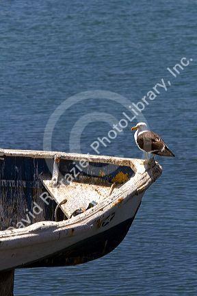A gull sits on the bow of a boat at Concon, Chile.