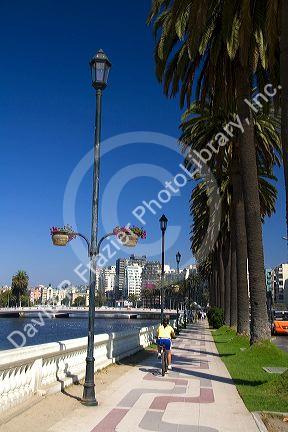 Sidewalk lined with palm trees at Vina del Mar, Chile.