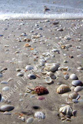 Seashells on the beach at Sanibel Island on the Gulf Coast of Florida.
