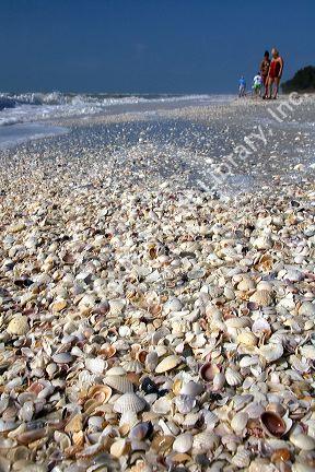 Seashells on the beach at Sanibel Island on the Gulf Coast of Florida.