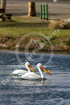 American White Pelicans in the Snake River at Hagerman, Idaho.
