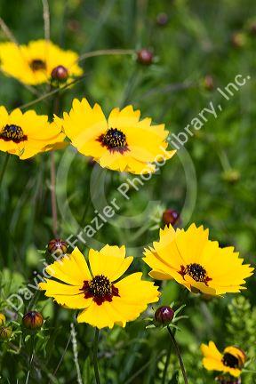 Blooms of the Coreopsis plant in Galveston, Texas.
