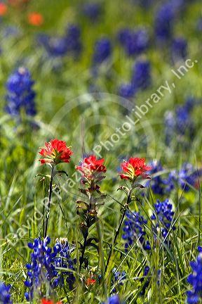 A field of Indian Paintbrush and Bluebonnet wildflowers in Washington County, Texas.