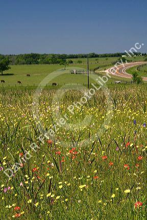 Field of wildflowers in Washington County, Texas.