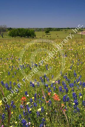 Field of wildflowers in Washington County, Texas.