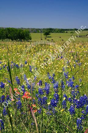 Field of wildflowers in Washington County, Texas.