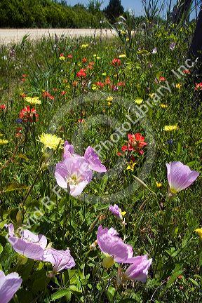 Pink Evening Primrose and Indian Paintbrush wildflowers along side the road in Washington County, Texas.