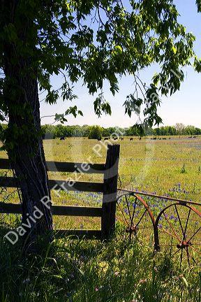 Field of Bluebonnet wildflowers in Washington County, Texas.