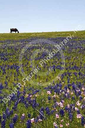 Horse grazing in a field of Bluebonnet and Pink Evening Primrose wildflowers in Washington County, Texas.