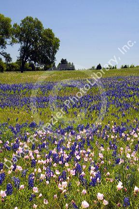 A field of Bluebonnet and Pink Evening Primrose wildflowers in Washington County, Texas.