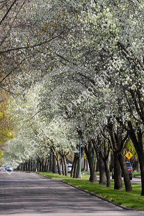 Harrison Boulevard lined with pear trees in bloom in Boise, Idaho.