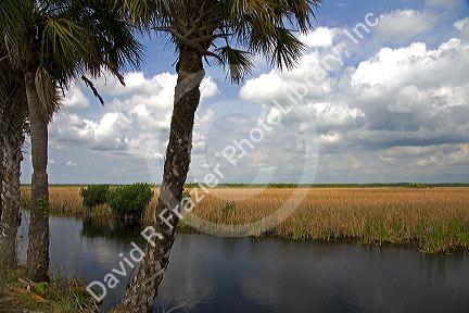 Marshland in Everglades National Park, Florida.