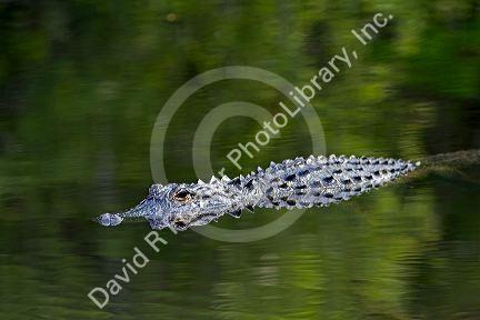 American Alligator in Everglades National Park, Florida.