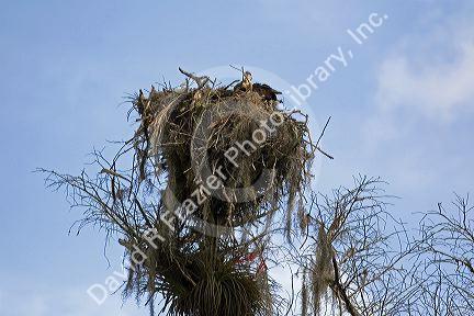 Osprey sits in a nest in Everglades National Park, Florida.